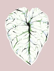 Elegant blad med ådring