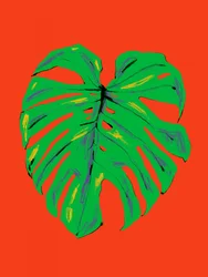 Ett livfullt Monstera-blad