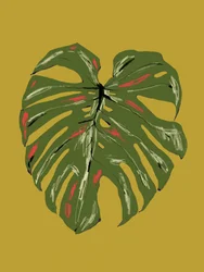 Ett livfullt Monstera-blad