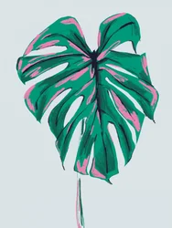 En livfull rosa-grön monstera