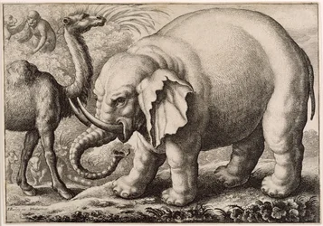 En elefant och en kamel, graverad av Wenceslaus Hollar (1607-77) 1663