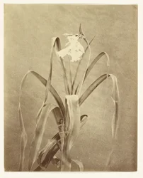 [Blommor]