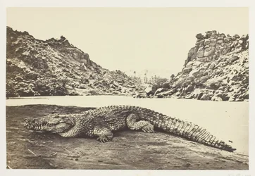 Krokodil på en sandbank