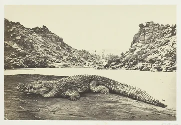 Krokodil på en sandbank, 1857.
