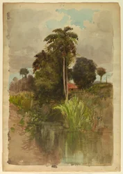 Studie av palmer