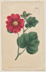 The Botanical Magazine eller Flower Garden Visas: Tallrik 892, Althaea Flexuosa. Seringapatam A stockrose . [Althea rosea]