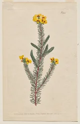 The Botanical Magazine eller Flower Garden Visas: Tallrik 944, Dillwynia glaberrima. Slätbladig Dillwynnia. [Dillwynia ericifolia gaberrima]