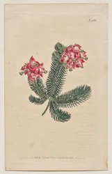 The Botanical Magazine eller Flower Garden Visas: Tallrik 966, Erica Elegans. Elegant Heath [Erica glauca]