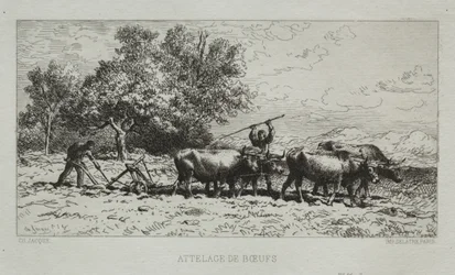 Team av Oxen