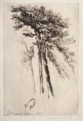 Det senaste trädet, 1882.
