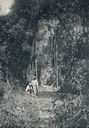 Alto Parana Highway, 1895