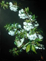 En kvist av vita blommor (olja på duk)