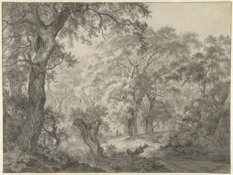 skogslandskap