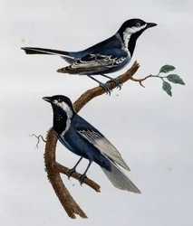 Ashy Tit (Parus cinerascens), gravyr från Natural History of African Birds