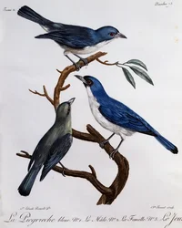Blå Vanga (Cyanolanius madagascarinus), gravyr från Natural History of African Birds