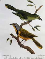 Bokmakierie Bushshrike (Telophorus zeylonus), gravyr från Natural History of African Birds