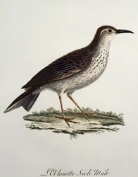 Hanen av kaplångsvan (Certhilauda curvirostris), gravyr från Histoire Naturelle des Oiseaux d