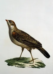 Kvinnlig gökrulle, gravyr från Natural History of the Birds of Africa av Francois Le Vaillant (1753-1824), Frankrike