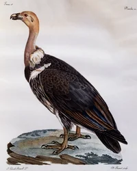Mogen Cape Griffon (Gyps coprotheres), gravyr från Natural History of African Birds