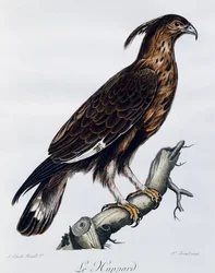 Långkrönt örn (Lophaetus occipitalis), gravyr från Natural History of the Birds of Africa