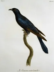 Hane av svart gök (Cuculus clamosus), gravyr ur Histoire Naturelle des Oiseaux d