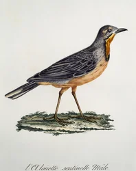 Hane Cape Longclaw (Macronyx capensis), gravyr från Histoire Naturelle des Oiseaux d