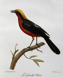 Manlig Gonolek (Laniarius barbarus), gravyr från Natural History of African Birds
