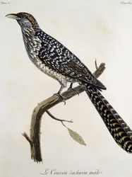 Male Coucou tachirou, gravyr från Natural History of the Birds of Africa av Francois Le Vaillant (1753-1824), Frankrike
