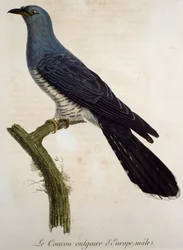 Eurasisk gökhane (Cuculus canorus), gravyr från Histoire Naturelle des Oiseaux d