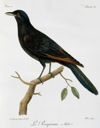 Rödvingad stare (Onychognathus morio), gravyr från Histoire Naturelle des Oiseaux d