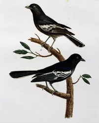Hane och hona av svartmes (Parus niger), gravyr ur Histoire Naturelle des Oiseaux d