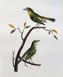 Hane och hona av bleka vita ögon (Zosterops pallidus), gravyr från Histoire Naturelle des Oiseaux d