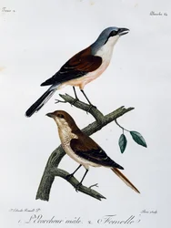 Han och hona av rödryggig pilgrimsfalk (Lanius collurio), gravyr från Histoire Naturelle des Oiseaux d