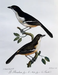 Hane och hona av södra Boubou (Laniarius ferrugineus), gravyr från Histoire Naturelle des Oiseaux d