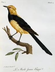 Merle Jaune Huppe, gravyr från Natural History of African Birds