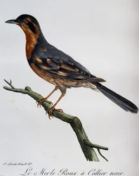 Rödhalsad koltrast, gravyr från Natural History of African Birds