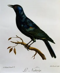 Blekvingad stare (Onychognathus nabouroup), gravyr från Natural History of African Birds