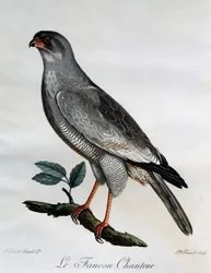Pale Chanting-Goshawk (Melierax canorus), gravyr från Natural History of African Birds