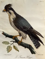 Pilgrimsfalk (Falco peregrinus), gravyr från Natural History of the Birds of Africa