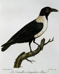 Pied Crow (Corvus albus), gravyr från Natural History of the Birds of Africa