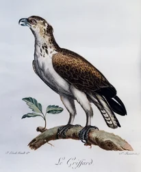 Korttå ormörn (Circaetus gallicus), gravyr från Natural History of African Birds
