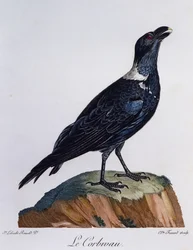 Vithalsad korp (Corvus albicollis), gravyr från Natural History of African Birds