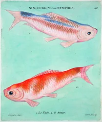 Kinesisk guldfisk, 1700-tal