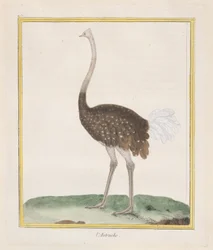 Struts Struts, 1770-86.