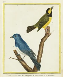 Svartnackad monark, Hypothymis azurea 1 och huvsångare, Setophaga citrina 2