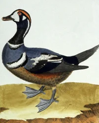 Canard en collier.