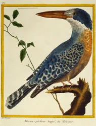 Giant Kingfisher (Megaceryle maxima), från Natural History of Birds