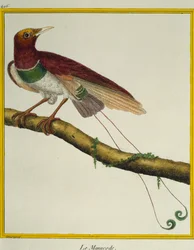 Kung paradisfågel (Cicinnurus regius), från Natural History of Birds