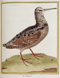 ""La becasse"", plåt 885 av zoologi hämtad från ""Fåglarnas historia"" av Francois Nicolas Martinet