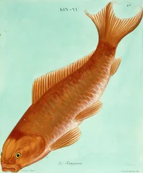 Sanguinen